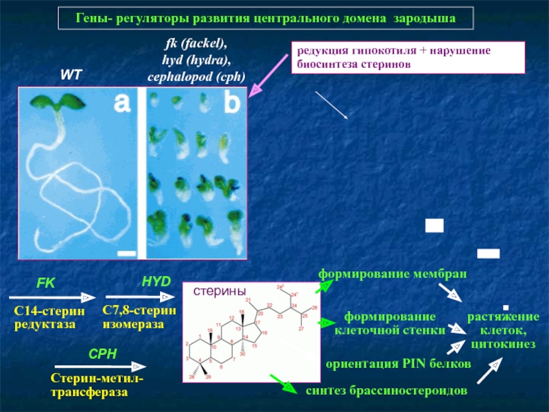 Даркнет сайт скачать